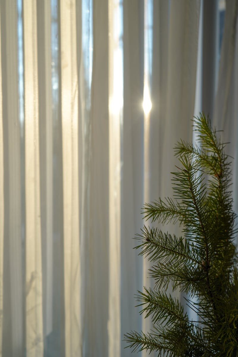 Soft sunlight beams through sheer curtains with a hint of evergreen branch.